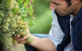 Виноградные хлопоты: 7 важных аргомероприятий по уходу за виноградом