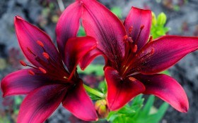 Выращивание величественной лилии — королевы вашего цветника 