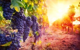 Куда течет вода… Поливы на винограднике