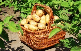 Как получить высокий урожай картофеля в засушливый год