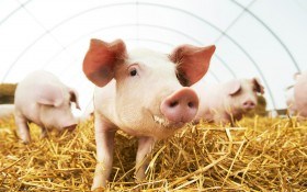 ТОП-6 незаразных заболевания свиней: профилактика и лечение