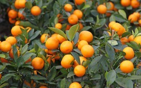 Елка, снег и мандарины: происхождение, выращивание и размножение любимого цитруса