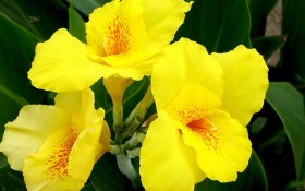 Выращивание канн — украшения вашего цветника