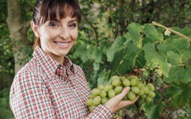 Молодые лозы спрячем от мороза: 3 вида укрытия винограда