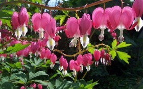 Квітка розбитого серця: особливості вирощування декоративних видів дицентри у садибі 