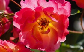 Дикі родички троянд: види шипшини у дизайні саду 