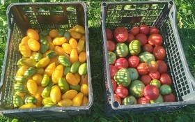 Ефект дозарювання:  продовжуємо сезон споживання свіжих помідорів 