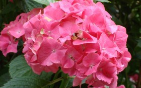 Квіти, що зачаровують: види та сорти гортензій у дизайні саду 
