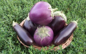 Пан баклажан:  агротехнічні прийоми та продуктивні сорти для гарного врожаю