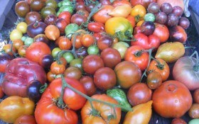 Крок за кроком: досвід вирощування помідорів-гігантів  