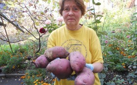 Батат: тропічна "картопля" в Україні