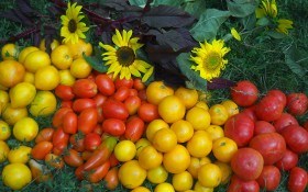 Открываем томатный сезон! Как вырастить среднеспелые сорта томатов 