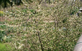 Гуми — ягода в веснушках