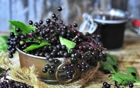 На городі чорна бузина: лікувальні та харчові властивості ягід та квіток рослини