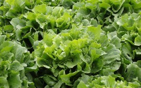 Вирощуємо цикорні салати: ендивій, ескаріол та вітлуф  