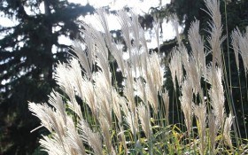 Трави, трави, трави: сади у степовому стилі для гармонії та спокою