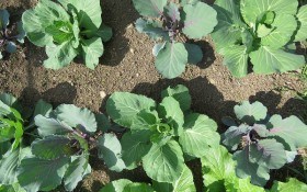 Городні основи: як правильно висадити на грядки розсаду овочів 