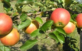 Фитофтороз яблони