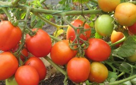 Підказано досвідом: вирощування овочевих культур за принципами органічного землеробства  