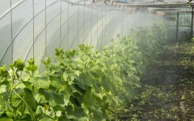 Спеціальні рішення для вирощування овочів у закритому ґрунті    