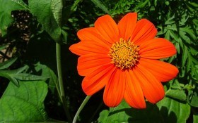 Полум'яна квітка: як виростити титонію 