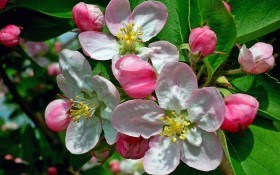 Збережемо плодові сади з ранньої весни
