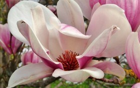 Прелесть цветущей магнолии: выращиваем в умеренном климате