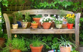 Комнатные растения весной: основные правила пересаживания