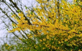Садові дива: квітучі та декоративні рослини для весняного цвітіння