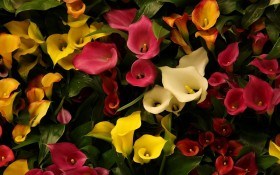 Яскраві красуні – зантедескії: вирощуємо різнобарвні сорти кали 