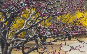 У перші дні весни: види обрізки і формування молодих дерев персика 