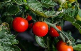 Помидорные премудрости: формируем томаты 