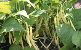 Выращивание фасоли: сорта, посадка и уход