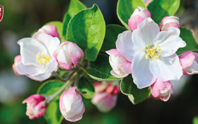 Захист яблуні та груші від хвороб та шкідників на "раз, два, три" з препаратами Protect Garden