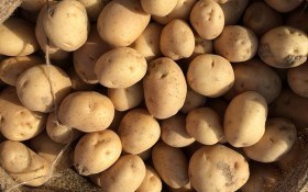 Ріжемо помірковано: рекомендації з поділу посадкових бульб від досвідченого картопляра 