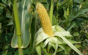 Зачиняємо ворота: захист цукрової кукурудзи від шкідників 