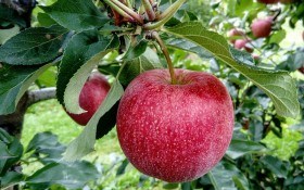 Символ здоровья,  радости и достатка – яблоко