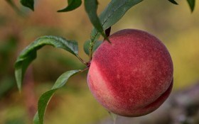 Ознаки голодування: як визначити дефіцит фосфорного та калійного живлення у плодових і ягідних рослин 