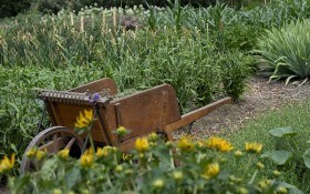 Дачні хитрощі: досвід з полегшення роботи у садибі  