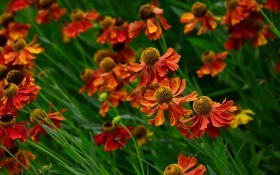 Гелениум — яркий цветок: выращивание, уход, размножение, сорта и виды