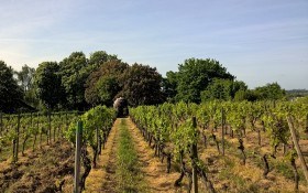 Підготовка та висадка живців: основні роботи на молодому винограднику у квітні 
