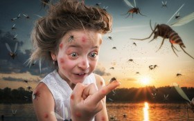 Не допустить к телу: дачников атакуют опасные насекомые