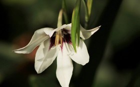 Квітка з ароматом зими: особливості вирощування ацидантери 