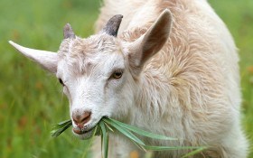 Коза-дереза: породы коз для разведения 