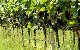 Перевірений спосіб: технологія вкорінення виноградних чубуків у домашніх умовах 
