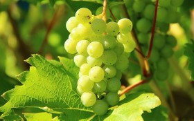 Наука о вершках и корешках: размножаем виноград укоренением черенков 