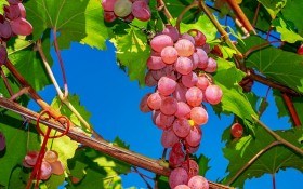 Тепличні умови: виноград у зоні ризикованого землеробства 