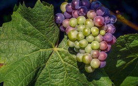 Стійкі амури: далекосхідні сорти та гібриди винограду