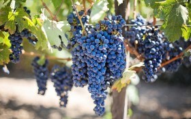 Не вимагають укриття: досвід вирощування технічних сортів винограду 