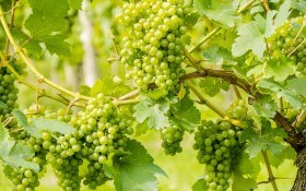 Уламка, підв'язка, пасинкування та інші зелені операції на винограднику влітку 